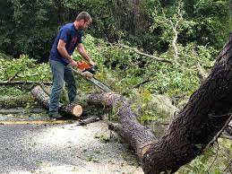 Best Storm Damage Tree Cleanup  in Rolling Meadows, IL