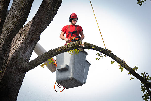 Best Palm Tree Trimming  in Rolling Meadows, IL